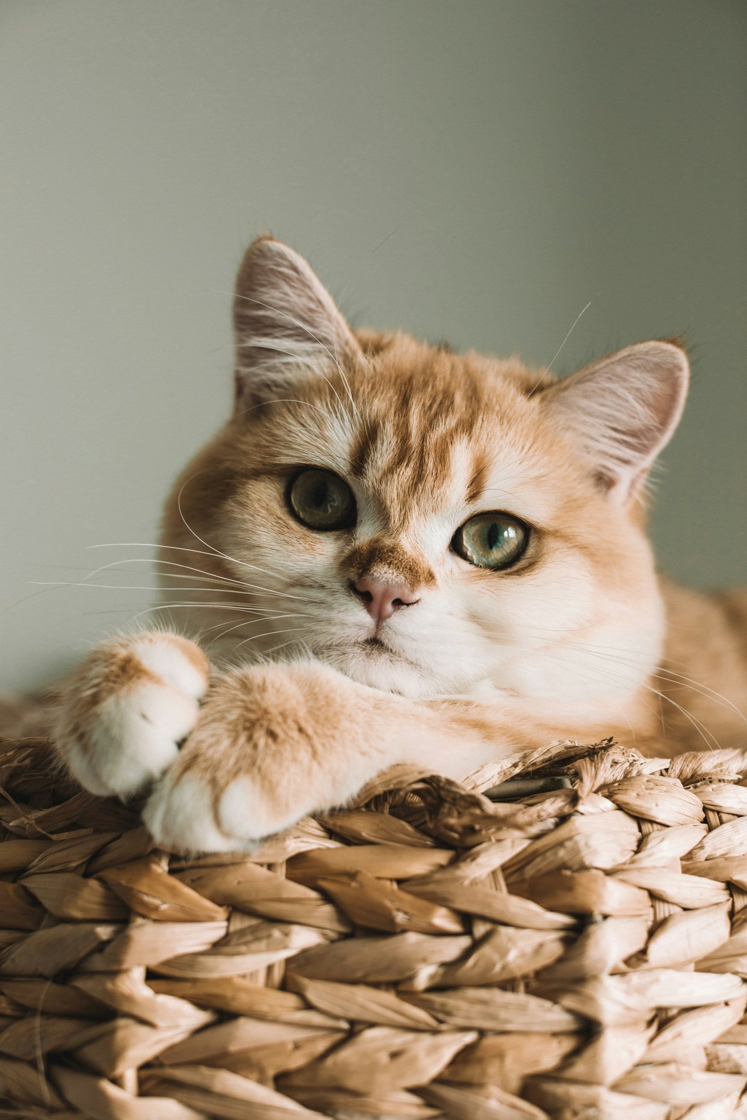 Cat Supplies