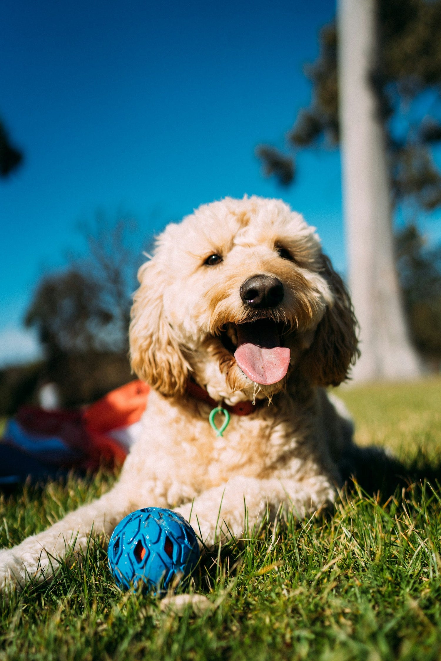 Dog Supplies