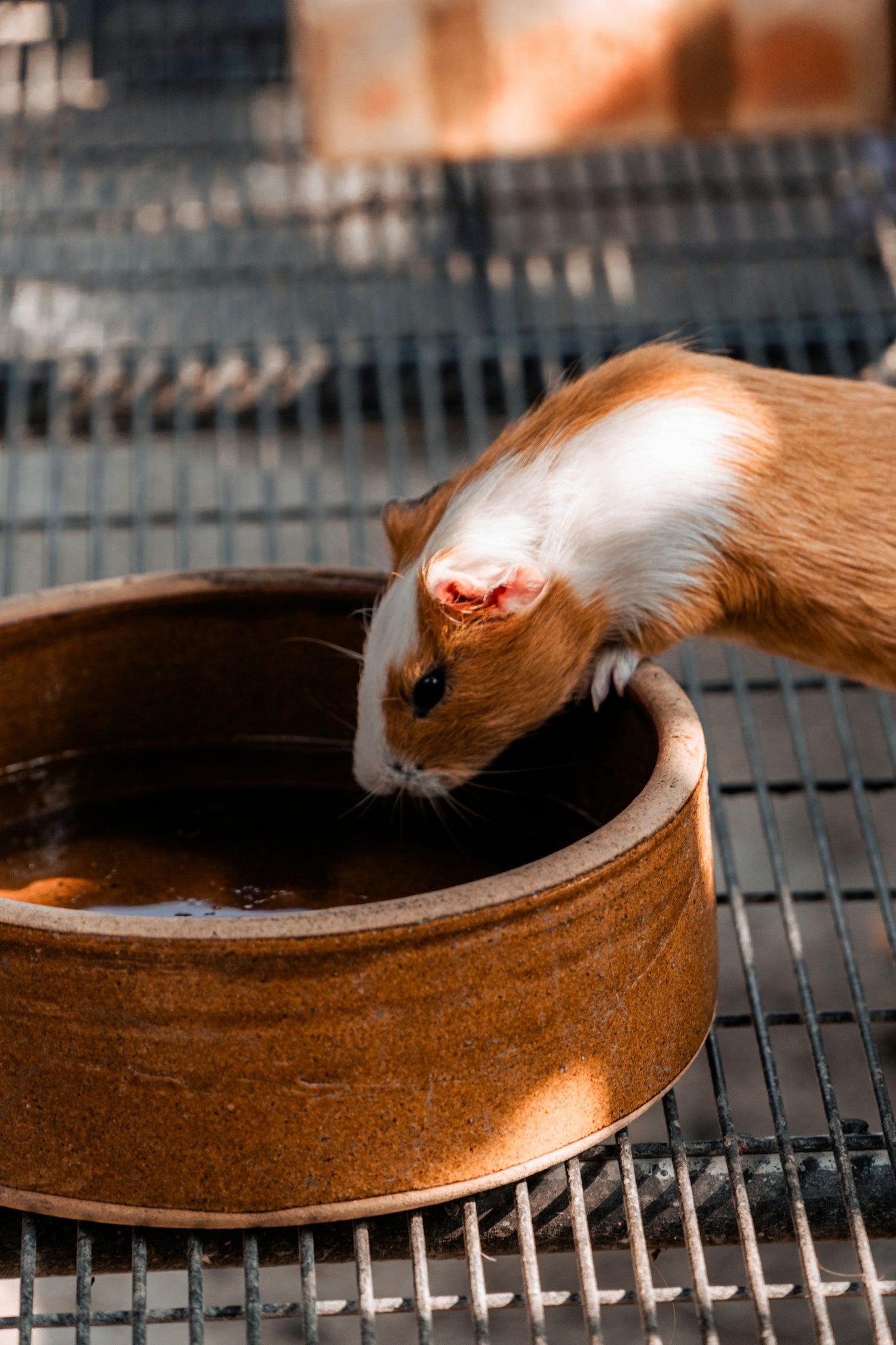 Small Animal Supplies