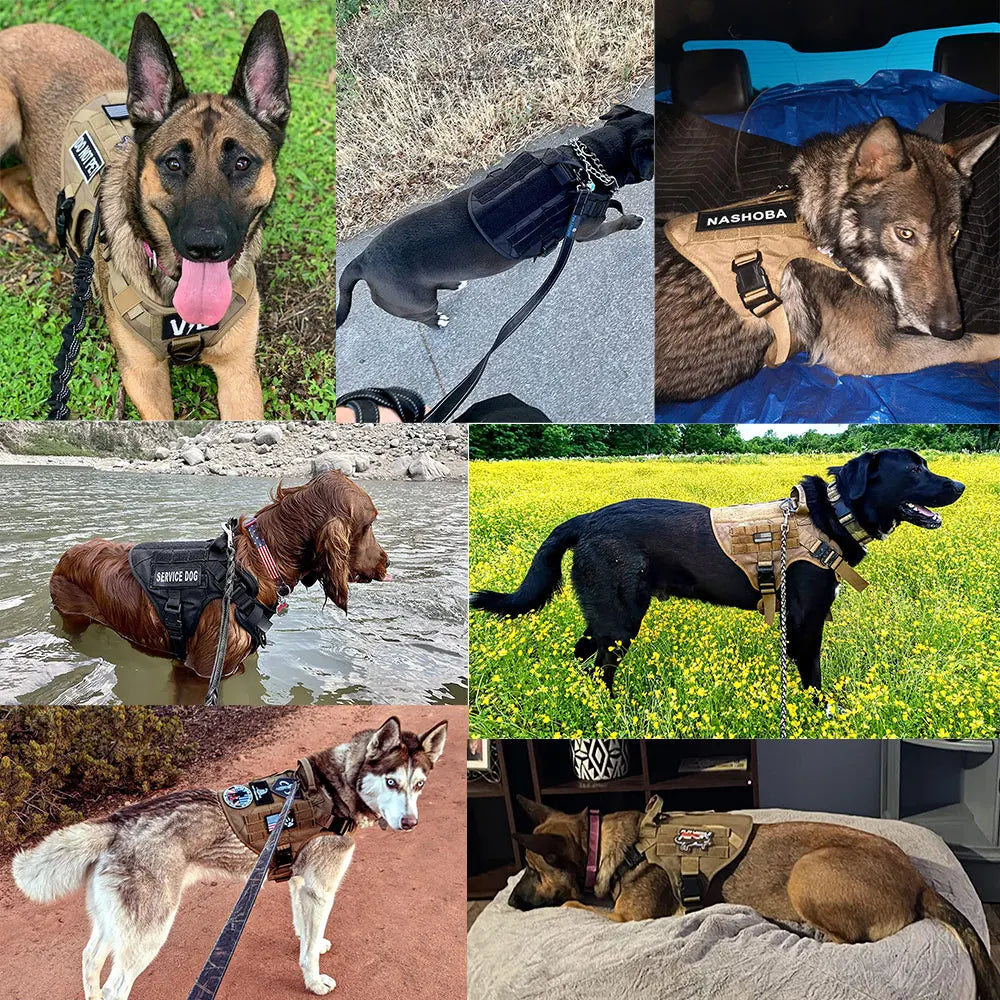 Padded Nylon Dog Harness And Leash Set With Quick Release